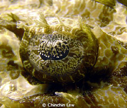 crocodilefish eye - Kapalai by Chinchin Law 